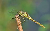 Moustached Darter (female, Sympetrum vulgatum)